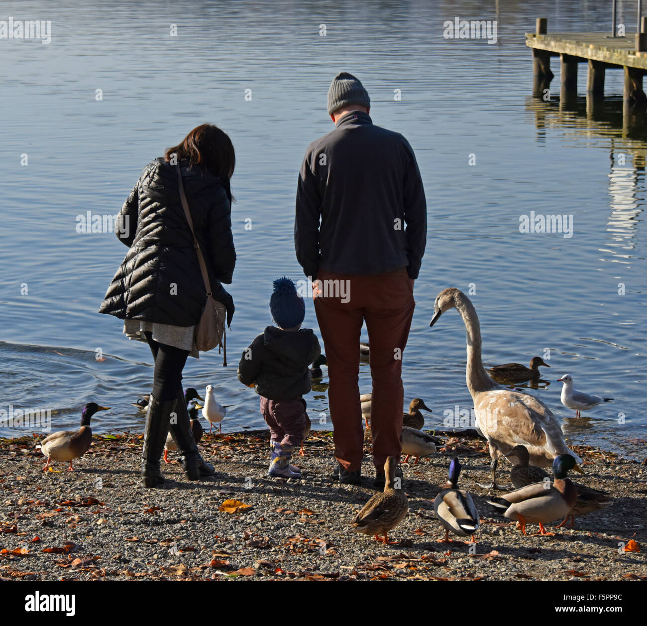 Famiglia di uccelli di alimentazione. Waterhead, Ambleside, Parco Nazionale del Distretto dei Laghi, Cumbria, England, Regno Unito, Europa. Foto Stock