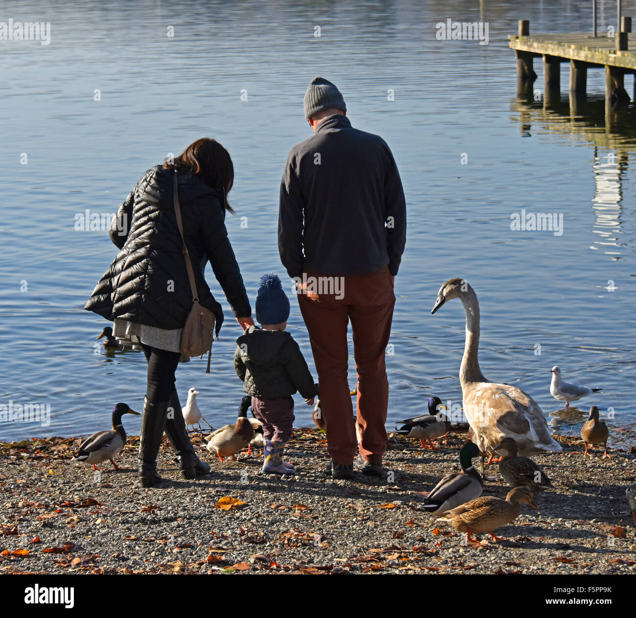 Famiglia di uccelli di alimentazione. Waterhead, Ambleside, Parco Nazionale del Distretto dei Laghi, Cumbria, England, Regno Unito, Europa. Foto Stock