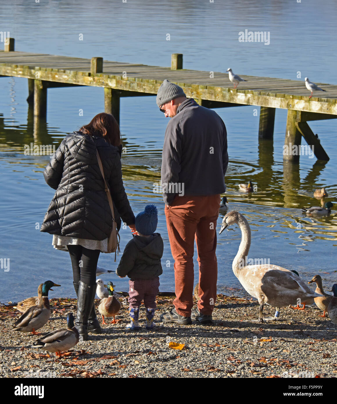 Famiglia di uccelli di alimentazione. Waterhead, Ambleside, Parco Nazionale del Distretto dei Laghi, Cumbria, England, Regno Unito, Europa. Foto Stock