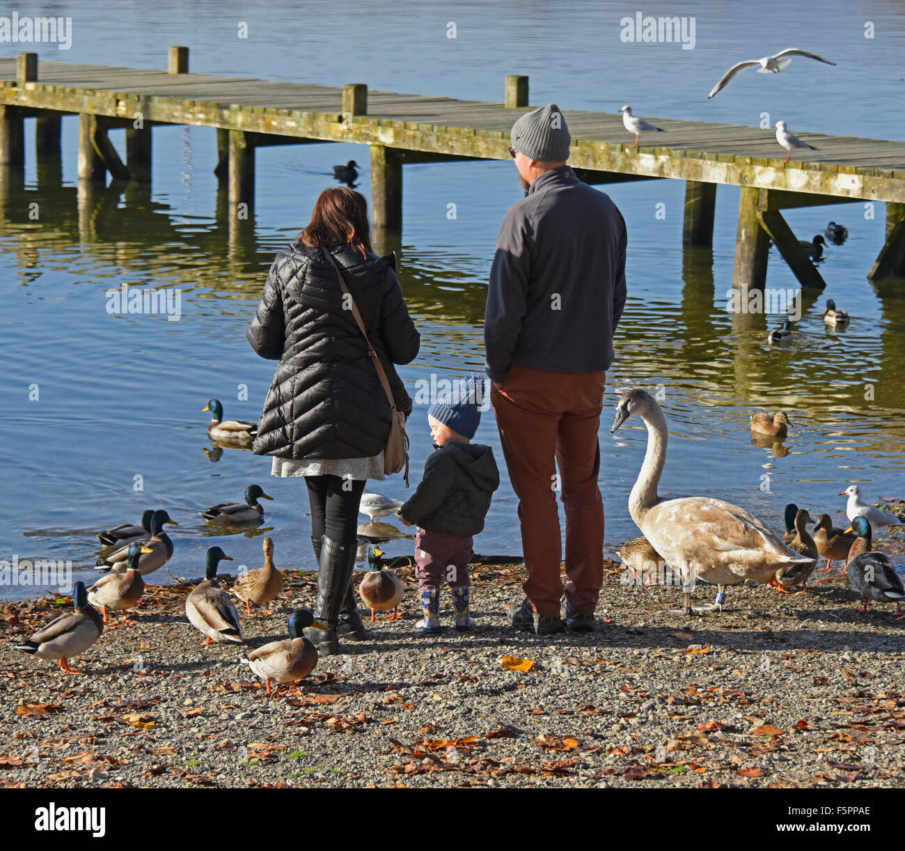 Famiglia di uccelli di alimentazione. Waterhead, Ambleside, Parco Nazionale del Distretto dei Laghi, Cumbria, England, Regno Unito, Europa. Foto Stock