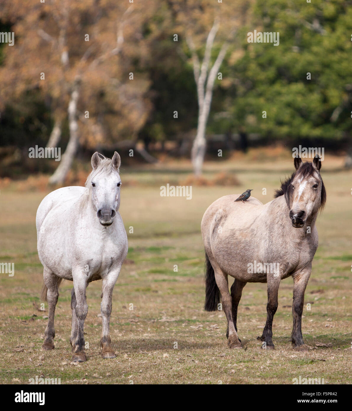 Il Pony nella nuova foresta Brockenhurst Foto Stock