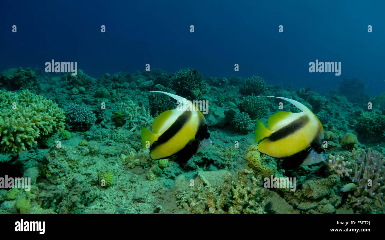 Il mare rosso bannerfish catturato in Eilat. adulti di solito vivono in coppie monogame. Foto Stock