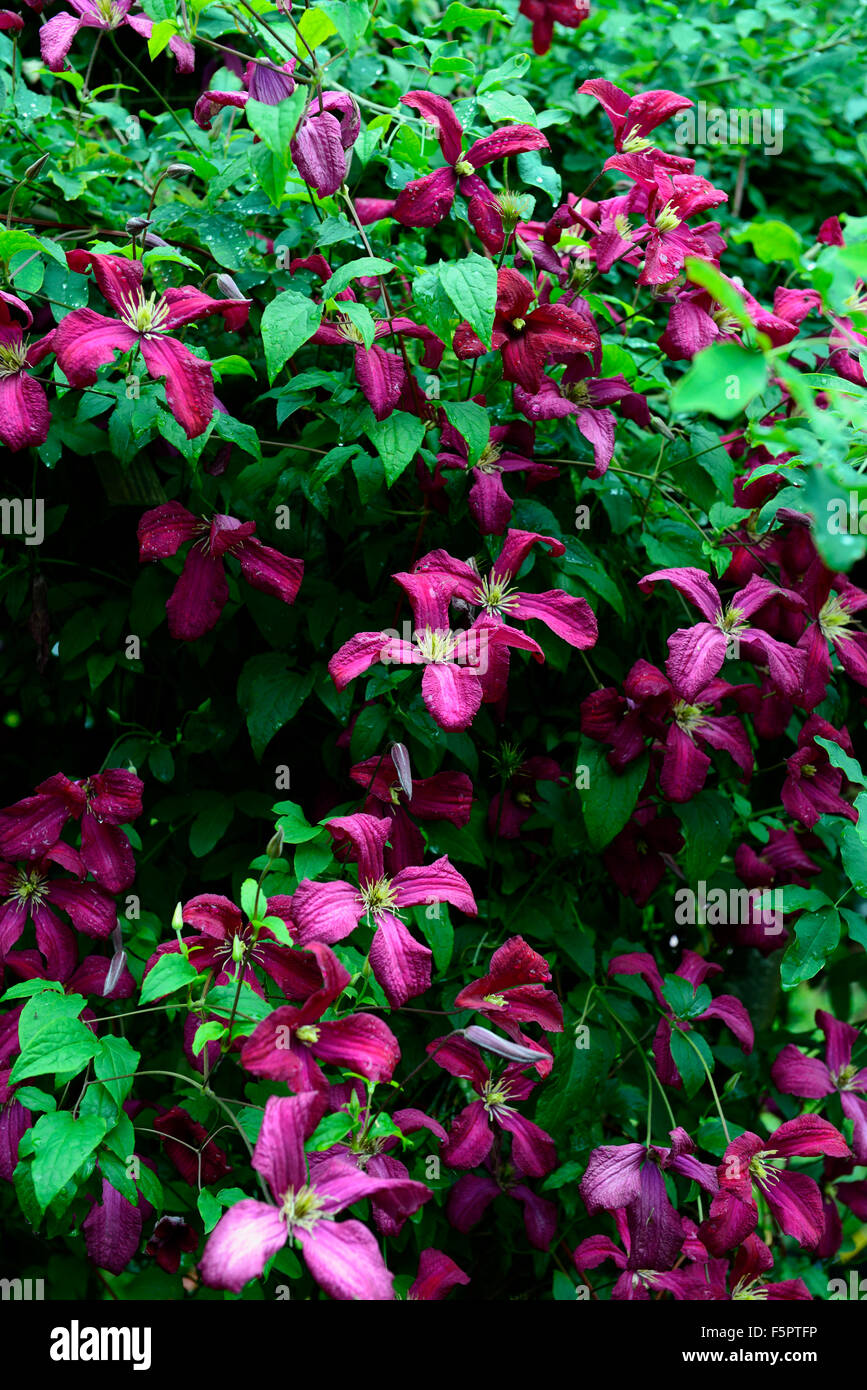 Clematis viticella Etoile Violette fiori viola fioritura viticella tipo arrampicata alpinisti superriduttore perenne floreale RM Foto Stock