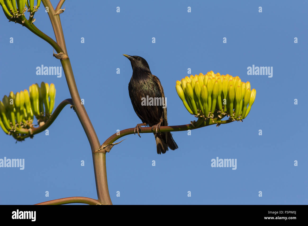 Starling su Parry il secolo dell impianto Foto Stock