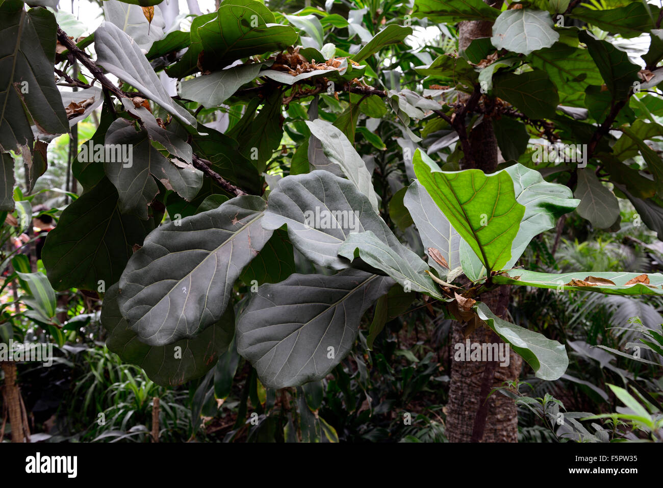 Ficus Lyrata Ficus Pandurata Fiddleleaf Fico foglie grandi foglie di albero interno floreale RM Foto Stock