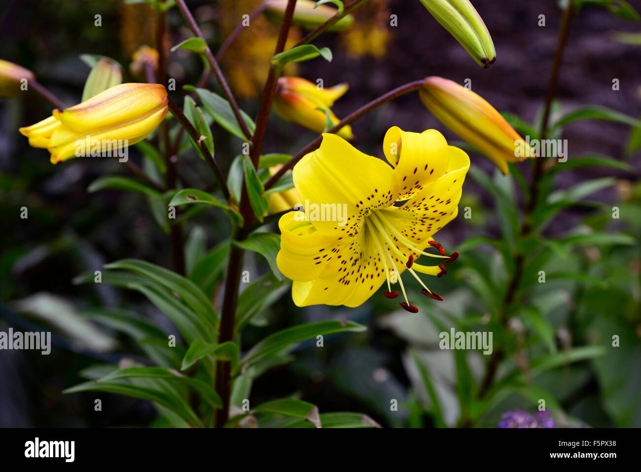 Il Lilium leichtlinii giallo arancione marrone screziato iscrizioni di petali di fiori lampadine ritratti vegetali lily gigli closeup RM Floral Foto Stock