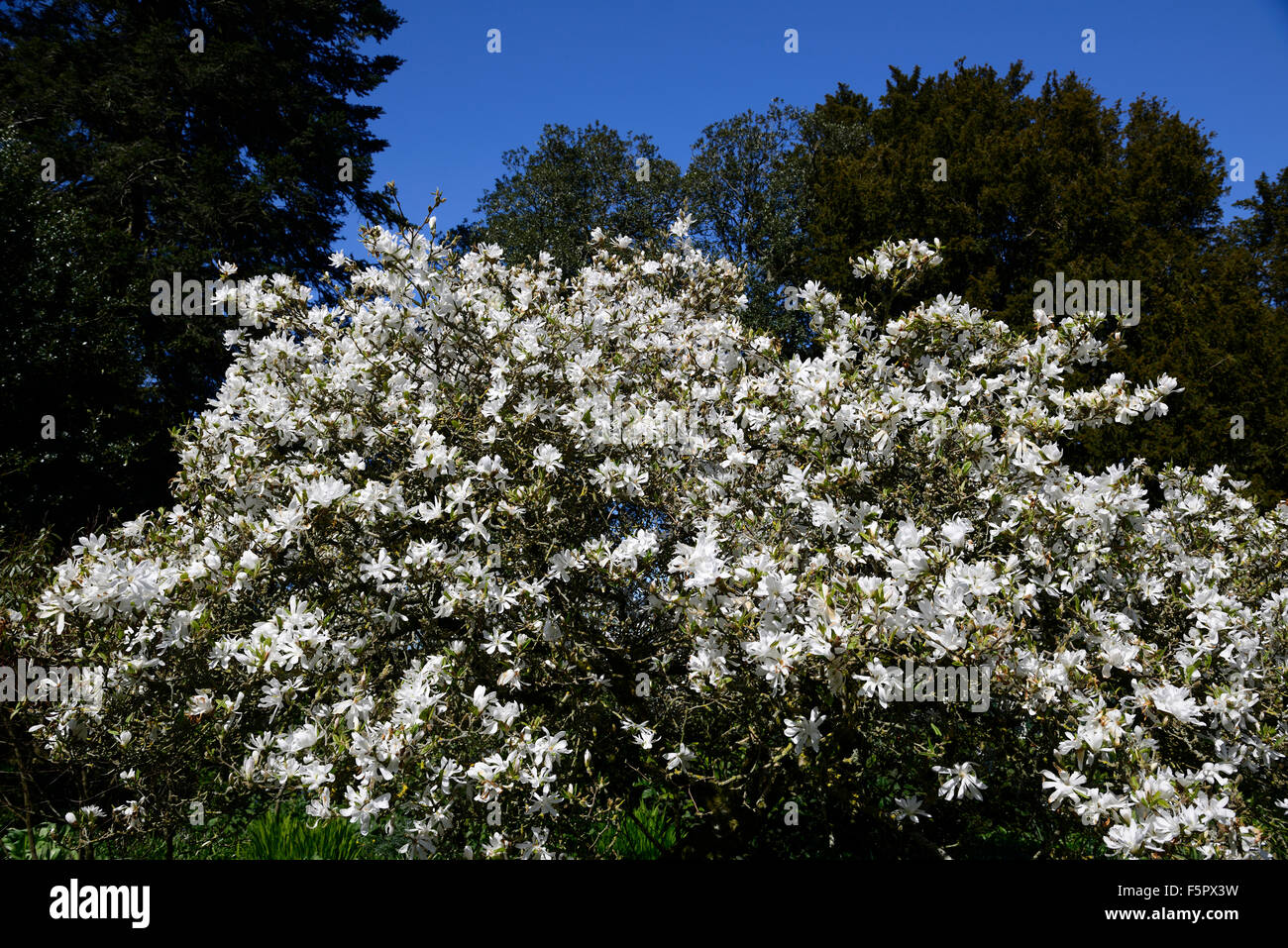 Magnolia stellata bianco fiori Flower molla albero alberi floreali RM Foto Stock