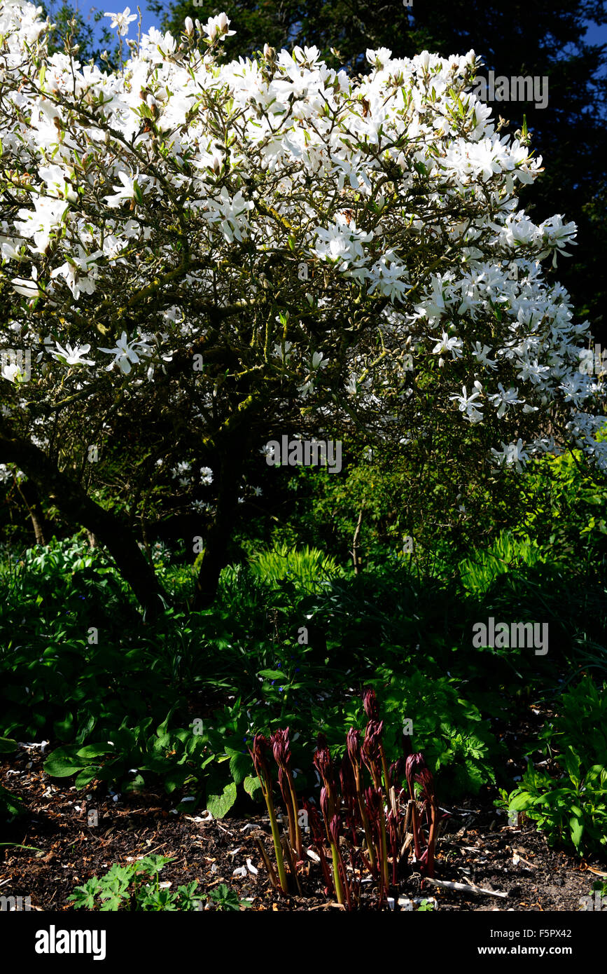 Magnolia stellata bianco fiori Flower Red steli peonia sparare i germogli emergono emergere underplant underplanting tree alberi floreali RM Foto Stock