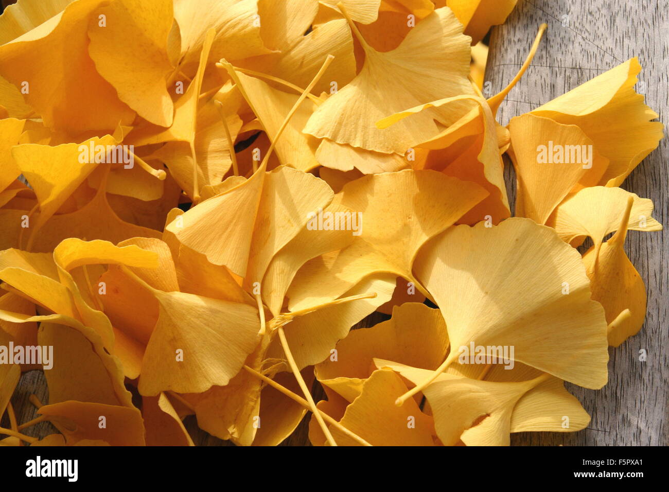 Golden ginkgo foglie su un banco di legno, Germania. Foto Stock