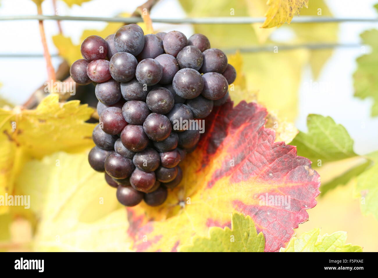 Mazzetto di dolci uve viola con il rosso e foglie di giallo, tedesco la Strada del Vino. Foto Stock