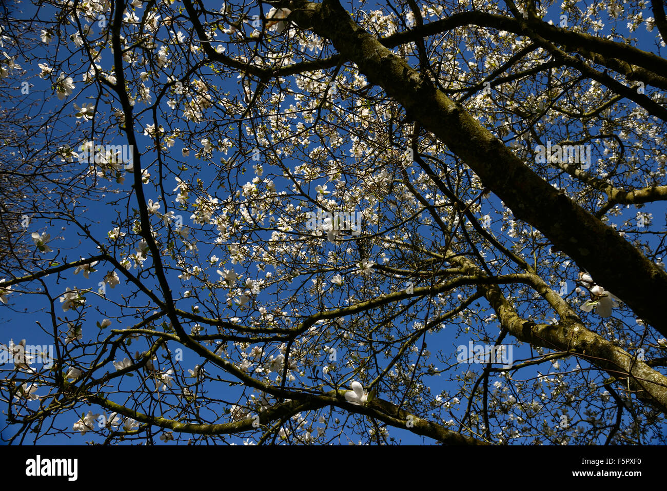 Magnolia x loebneri merrill fiori bianchi fioritura di fiori blu cielo cielo molla albero alberi decidui floreale RM Foto Stock