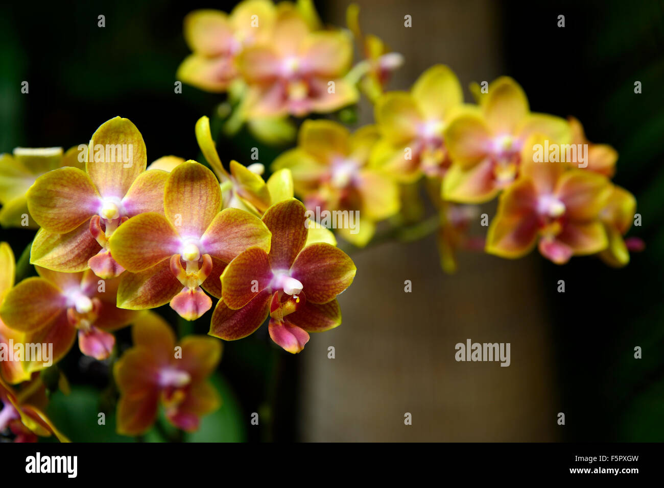 Phalaenopsis sara gold x primo leyte giallo arancione fiore fiori di orchidea orchidee fioritura tropicale floreale RM Foto Stock