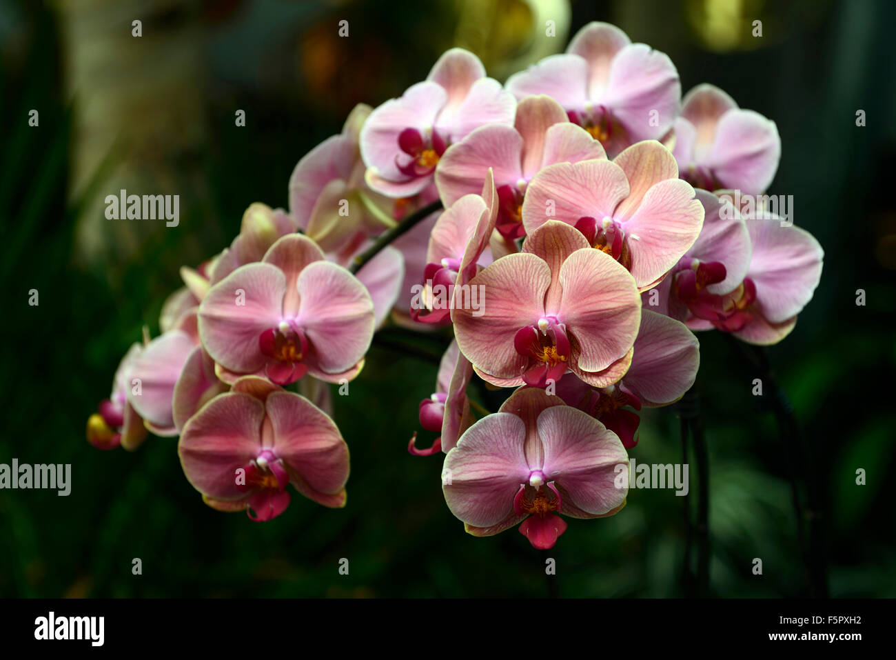 Phalaenopsis super arancio dolce fiore fiori di orchidea orchidee fioritura tropicale floreale RM Foto Stock