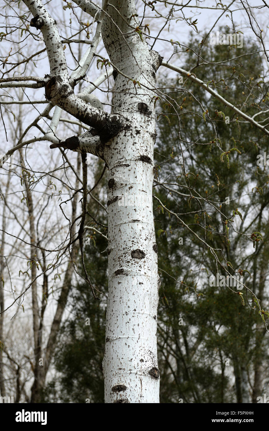Populus hopeiensis albero cinese il pioppo bianco trunk di corteccia attraente di alberi decidui RM Floral Foto Stock