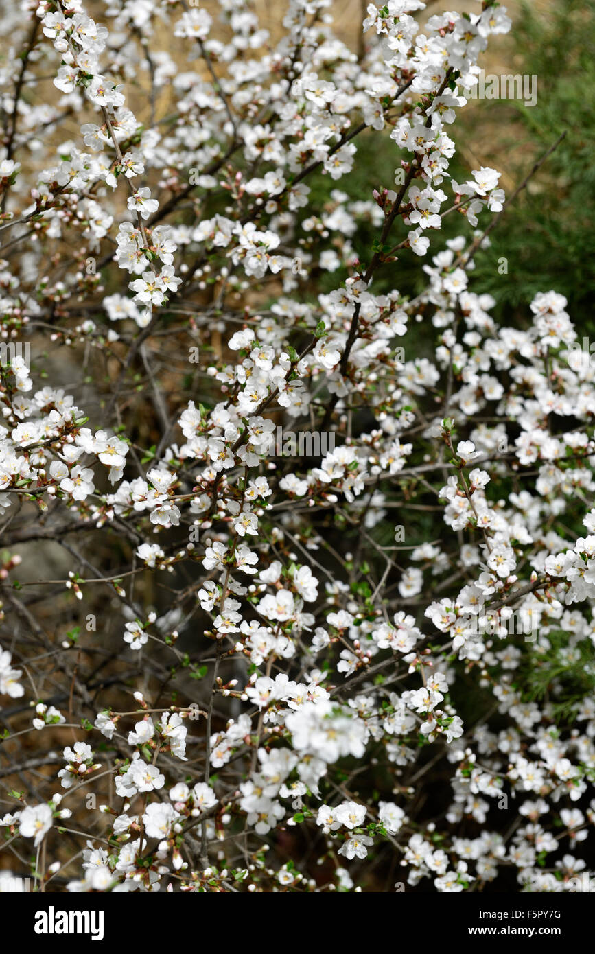 Prunus serrulata Lindl fiore bianco fiori fiore sboccia Hill Oriental ciliegio primavera floreale RM Foto Stock