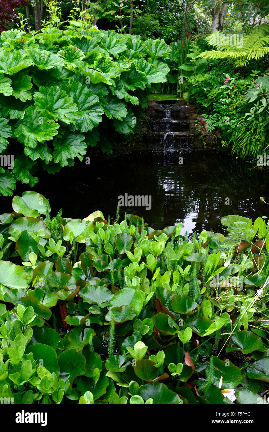 Stagno circondato da giganti di rabarbaro Gunnera manicata funzione acqua giardinaggio giardino giardino progettazione giardini floreali RM Foto Stock