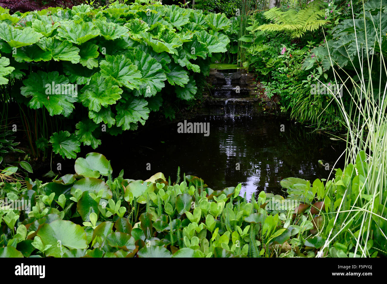 Stagno circondato da giganti di rabarbaro Gunnera manicata funzione acqua giardinaggio giardino giardino progettazione giardini floreali RM Foto Stock