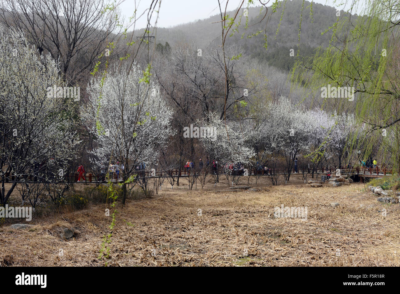 Peach Blossom fiore fiorisce fioritura di Pechino vista Giardino Botanico molla fiore fiori fioritura Cina floreale RM Foto Stock