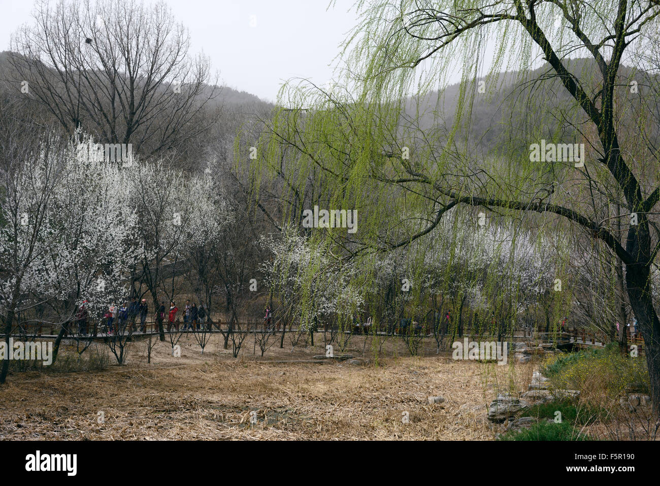 Peach Blossom fiore fiorisce fioritura di Pechino vista Giardino Botanico molla fiore fiori fioritura Cina floreale RM Foto Stock
