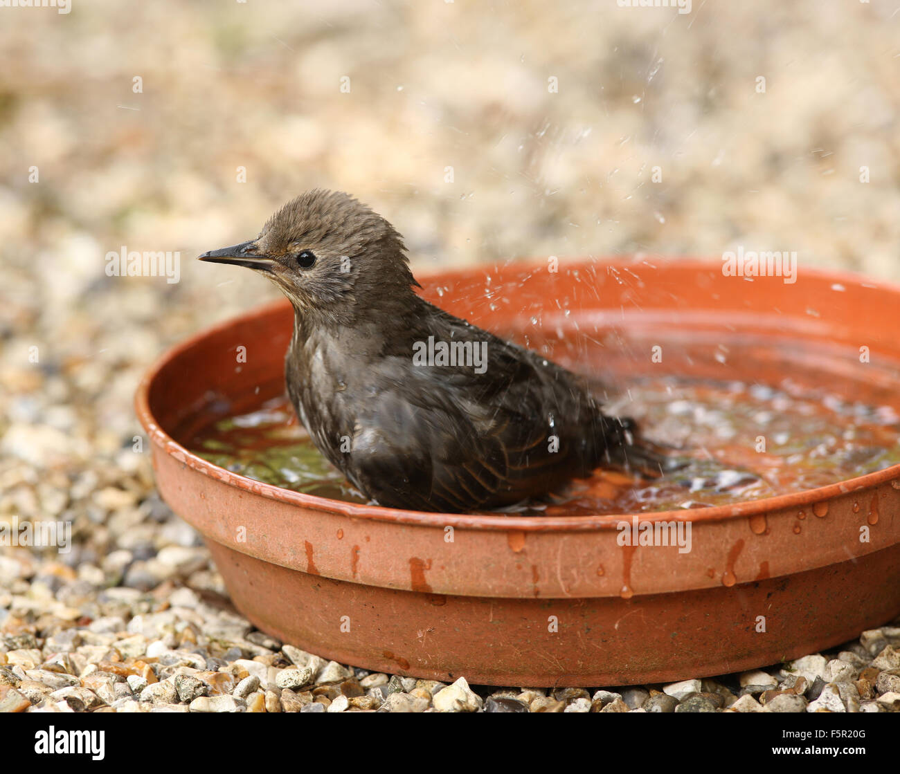 Close up di una femmina di merlo il raffreddamento in un bagno di uccelli Foto Stock