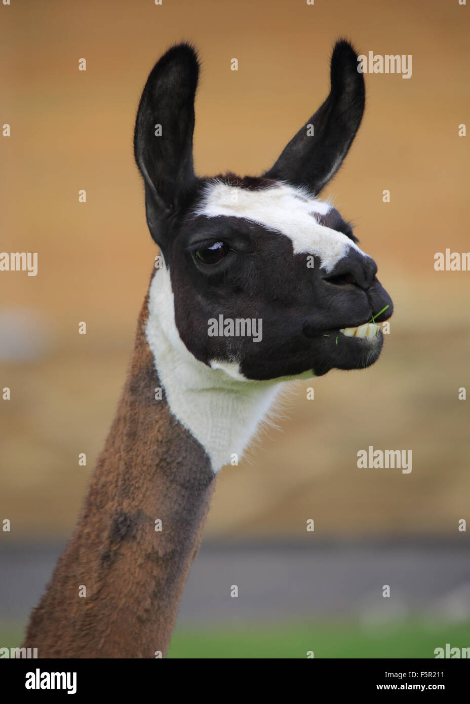 Una bella e divertente, close-up, testa-shot, di una graziosa Llama Foto Stock