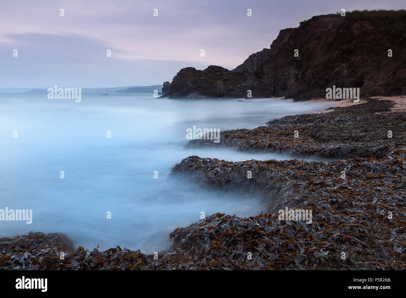 Grandi quantità di alghe sono lavati fino sulla spiaggia Mouthwell a Hope Cove, Devon, Inghilterra. Foto Stock