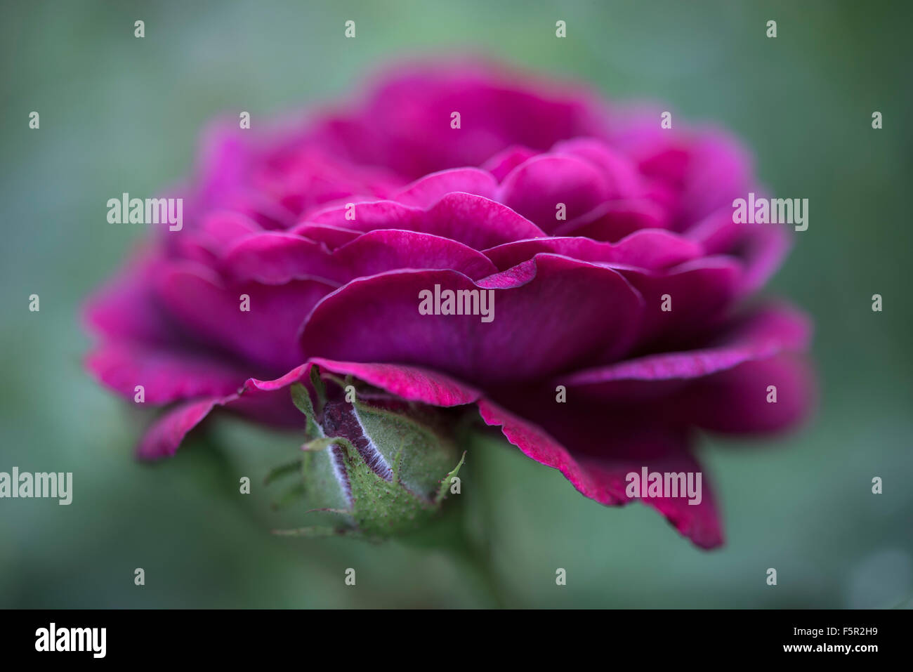 Close up di un Deep Purple rose fiore morbido con sfondo verde. Foto Stock