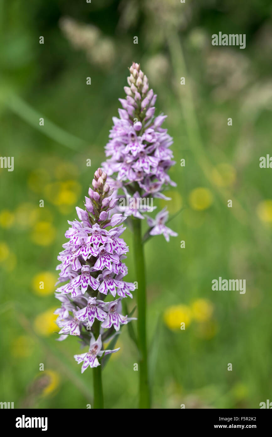 Dactylorhiza fuchsii, comune spotted orchid in un prato inglese in estate. Foto Stock