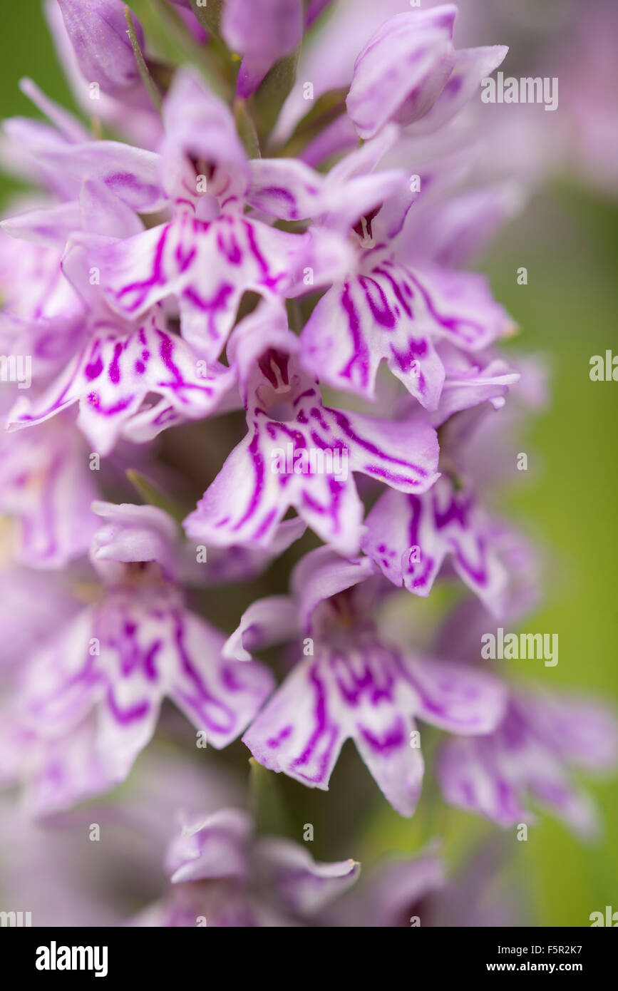 Dactylorhiza fuchsii, comune spotted orchid in un prato inglese in estate. Foto Stock
