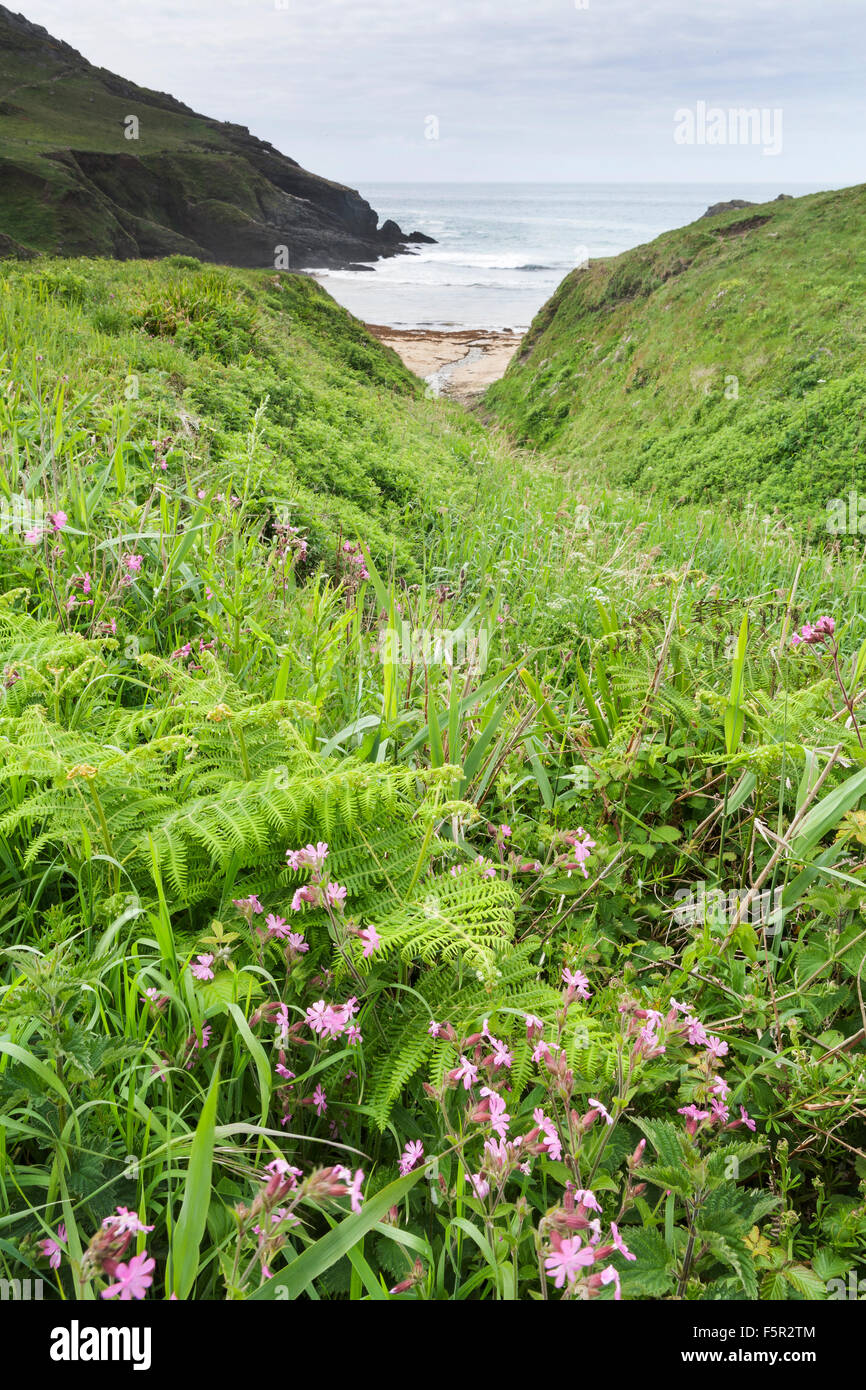Red Campion, Silene dioica, crescente selvatici in una insenatura di mare nel Devon. Foto Stock
