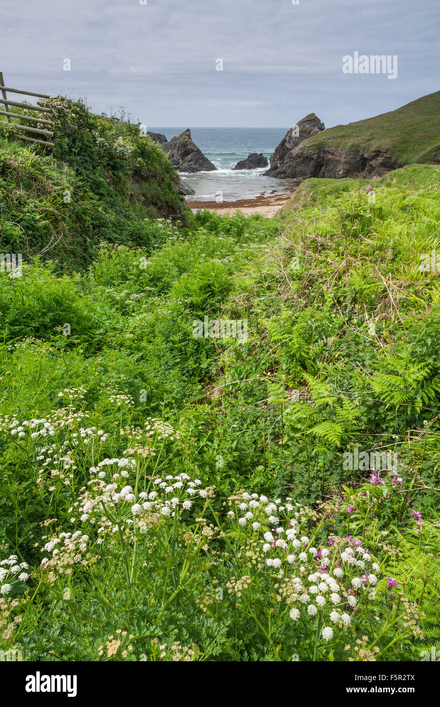 Fiori selvatici che crescono in una insenatura nel Devon vicino al mare. Foto Stock