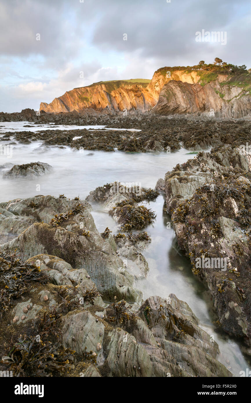 Le alghe sulle rocce a Lee Devon, con la bassa marea al tramonto. Foto Stock