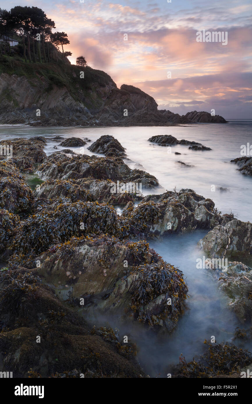 Le alghe sulle rocce a Lee Devon, con la bassa marea al tramonto. Foto Stock