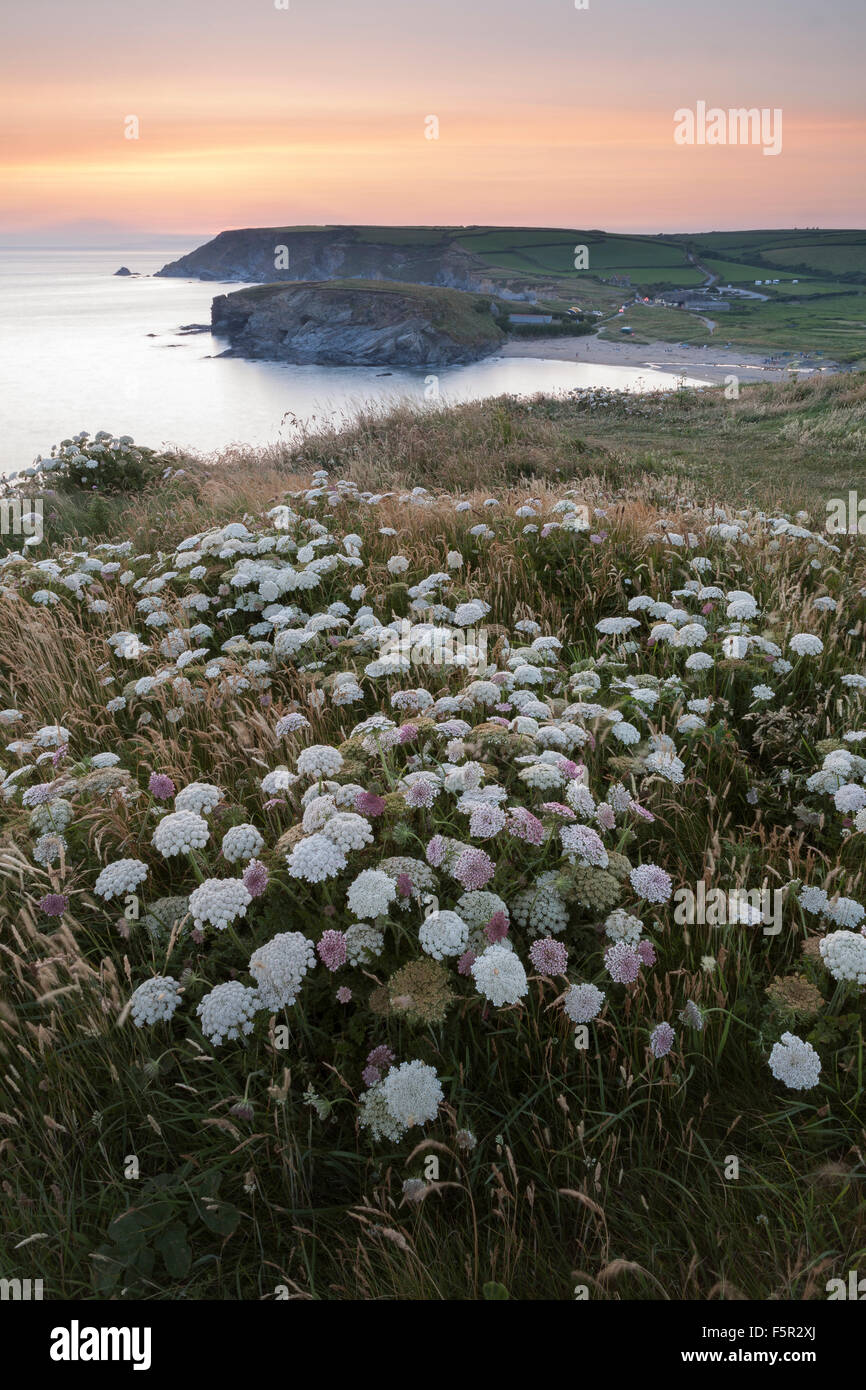 Hogweed comune, Heracleum sphondylium, sulla scogliera che domina la chiesa Cove, Cornwall, al tramonto. Foto Stock