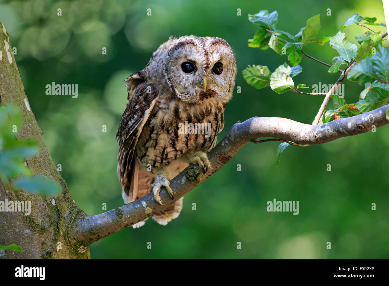 Allocco o marrone allocco (Strix aluco), Adulto, seduti su una struttura ad albero, Kasselburg, Eifel, Germania Foto Stock