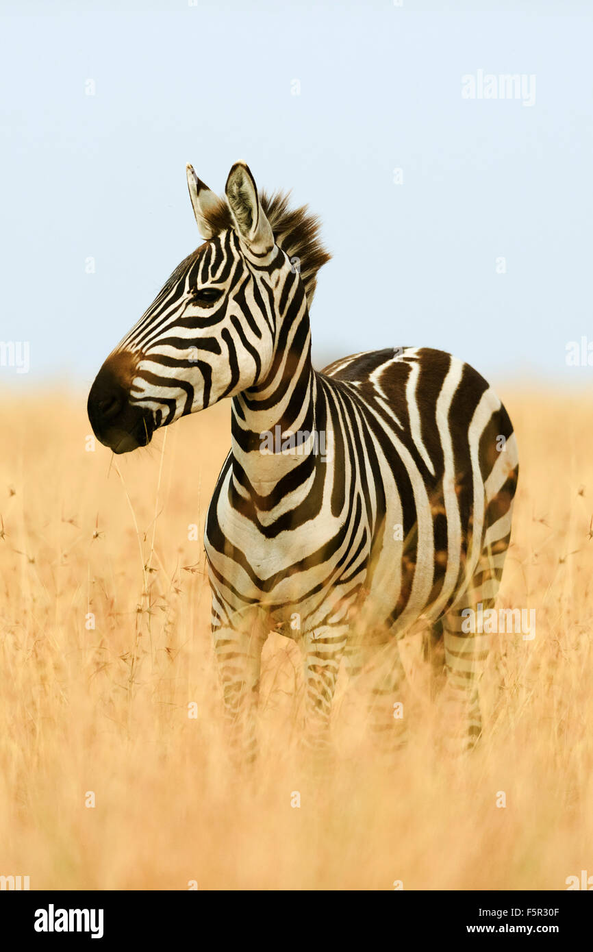 Le pianure zebra (Equus quagga) in erba alta, la luce del mattino, il Masai Mara, Narok County, Kenya Foto Stock