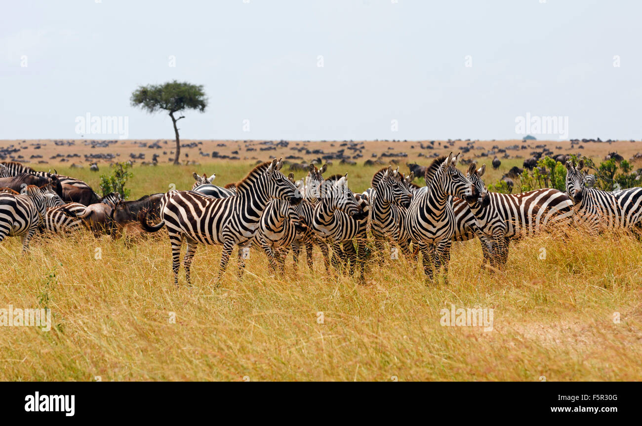 Le pianure zebra (Equus quagga) allevamento in erba alta, il Masai Mara, Narok County, Kenya Foto Stock