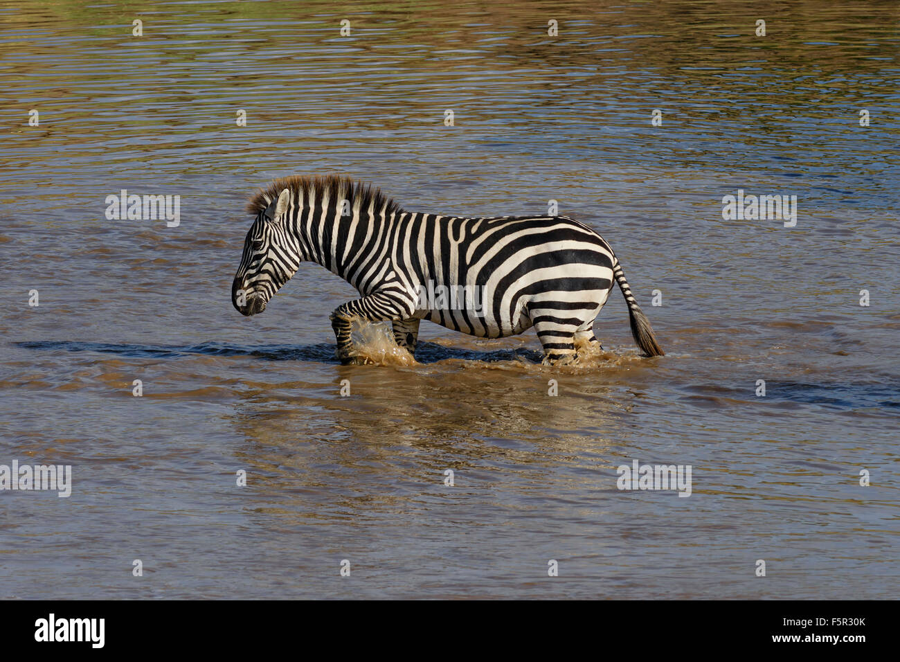 Le pianure zebra (Equus quagga) attraversando il fiume, il Masai Mara, Narok County, Kenya Foto Stock