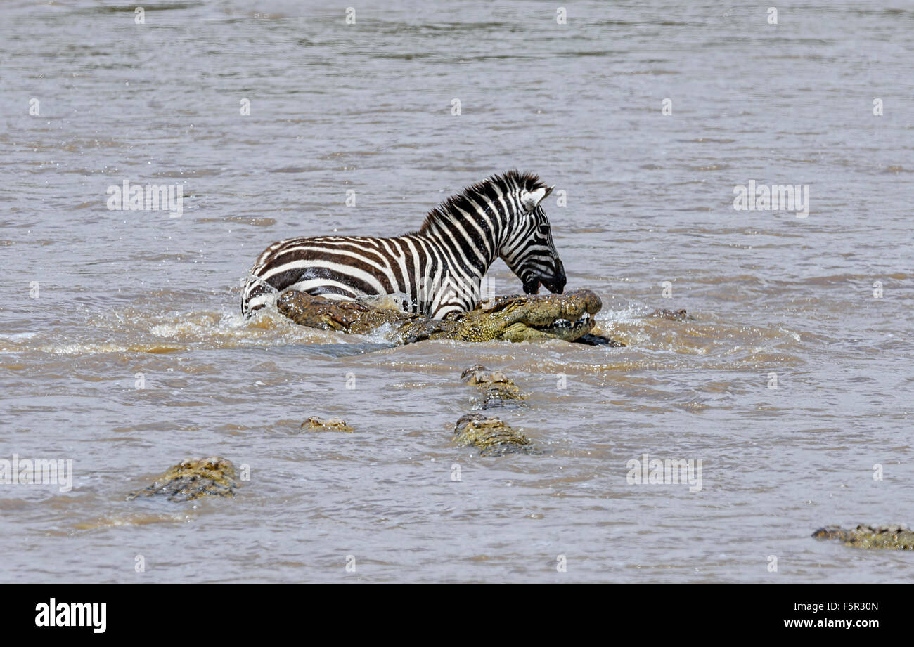 Le pianure zebra (Equus quagga), braccati dai coccodrilli del Nilo (Crocodylus niloticus) attraversando il fiume, il fiume di Mara, Masai Mara Foto Stock