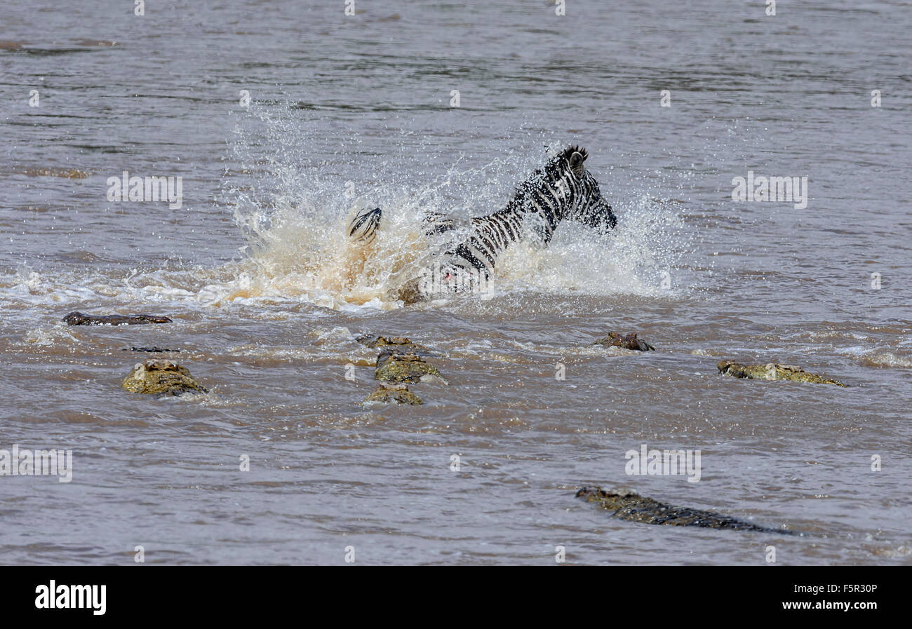 Le pianure zebra (Equus quagga), braccati dai coccodrilli del Nilo (Crocodylus niloticus) attraversando il fiume, il fiume di Mara, Masai Mara Foto Stock