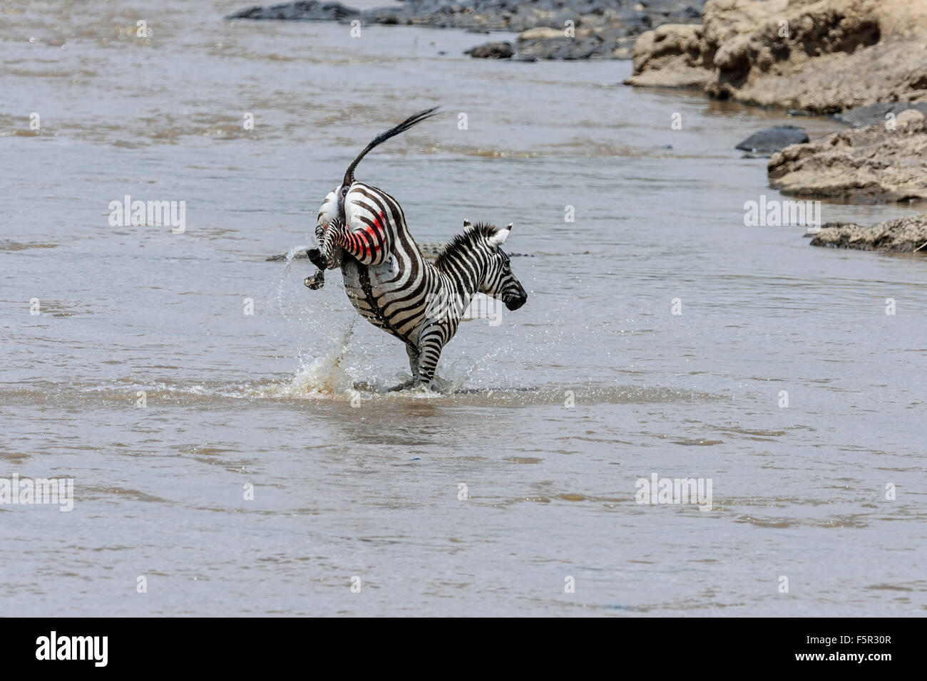 Le pianure zebra (Equus quagga) attraversando il fiume, ferito da coccodrilli del Nilo (Crocodylus niloticus), fiume di Mara, Masai Mara Foto Stock