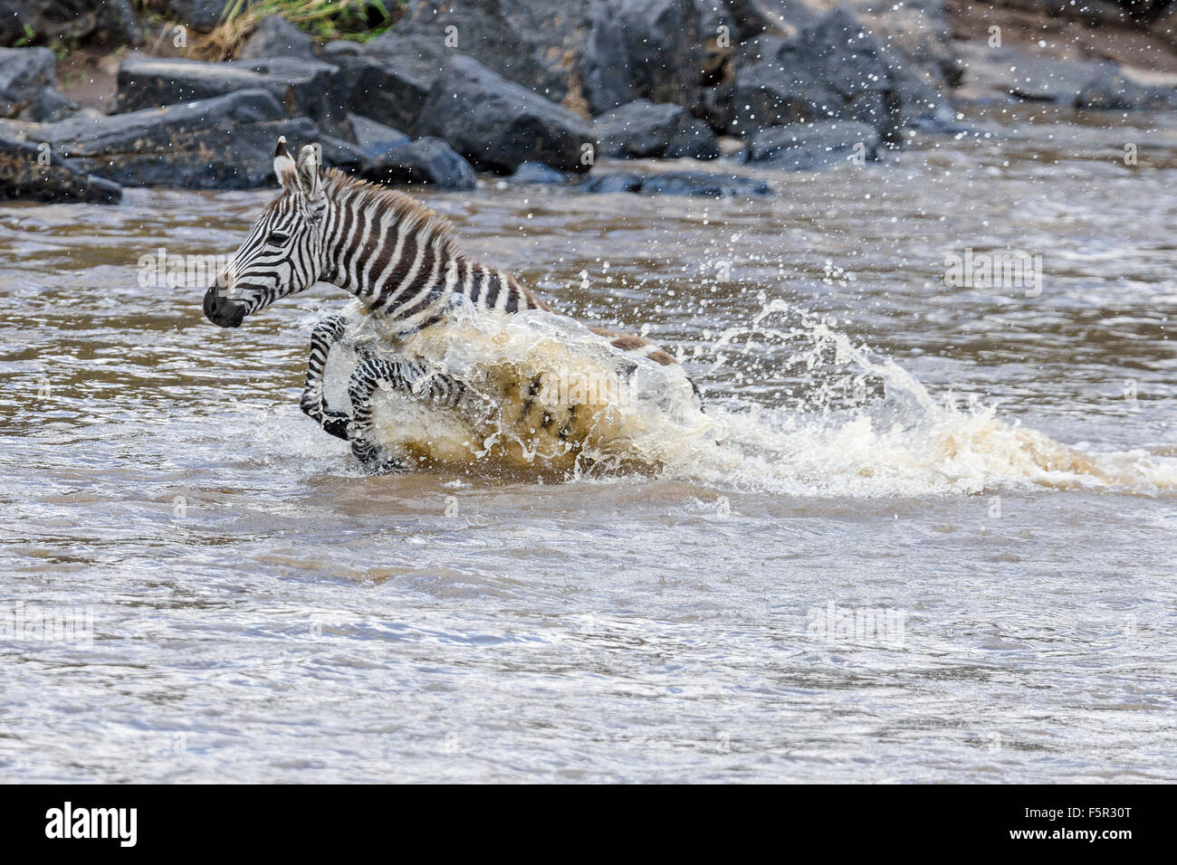 Giovani pianure zebra (Equus quagga) attraversando il fiume in preda al panico, fiume di Mara, il Masai Mara, Narok County, Kenya Foto Stock