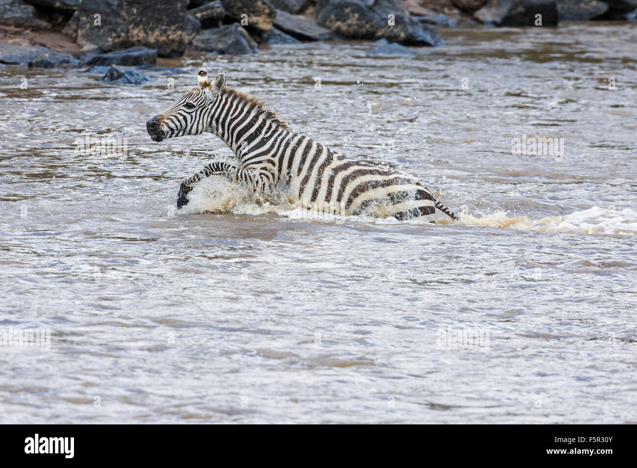 Giovani pianure zebra (Equus quagga) attraversando il fiume in preda al panico, fiume di Mara, il Masai Mara, Narok County, Kenya Foto Stock