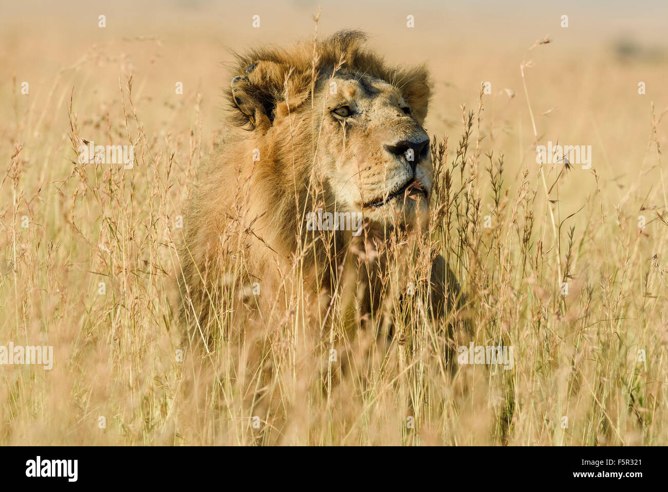 Leone maschio (Panthera leo) in cerca di preda in erba alta, il Masai Mara, Narok County, Kenya Foto Stock
