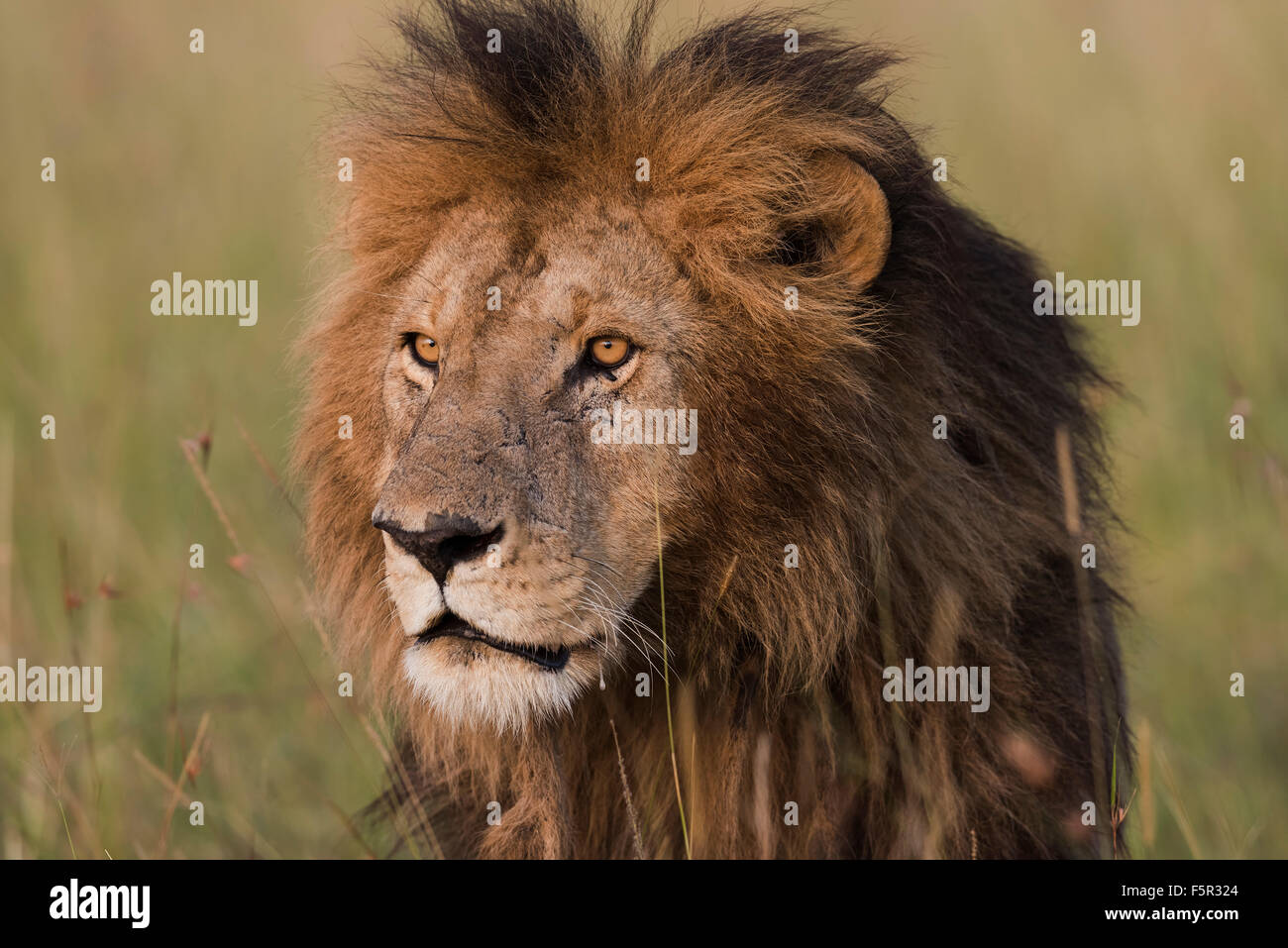 Leone maschio (Panthera leo), ritratto, il Masai Mara, Narok County, Kenya Foto Stock
