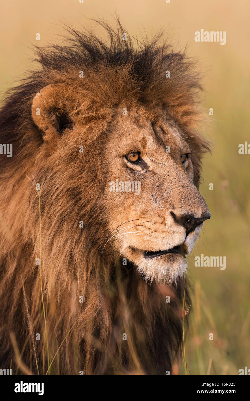 Leone maschio (Panthera leo), ritratto, la luce del mattino, il Masai Mara, Narok County, Kenya Foto Stock