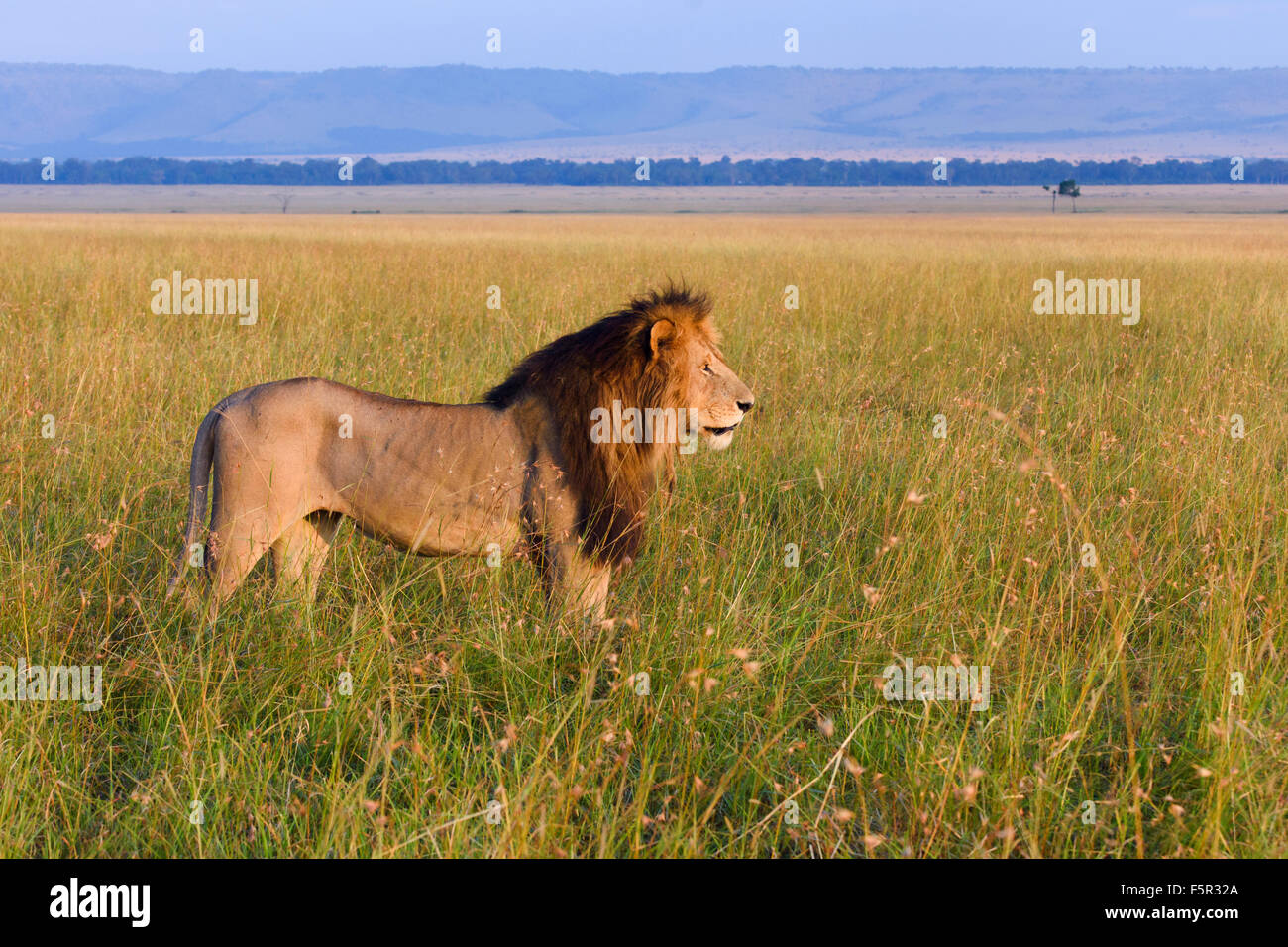 Leone maschio (Panthera leo), il roaming Paradise pianure del nord del Masai Mara, la luce del mattino, Narok County, Kenya Foto Stock