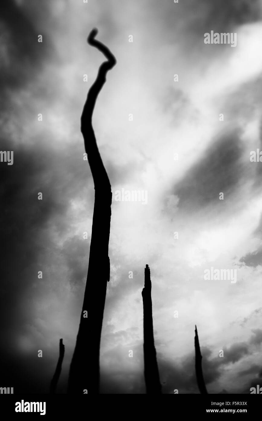 Alberi astratti Foto Stock