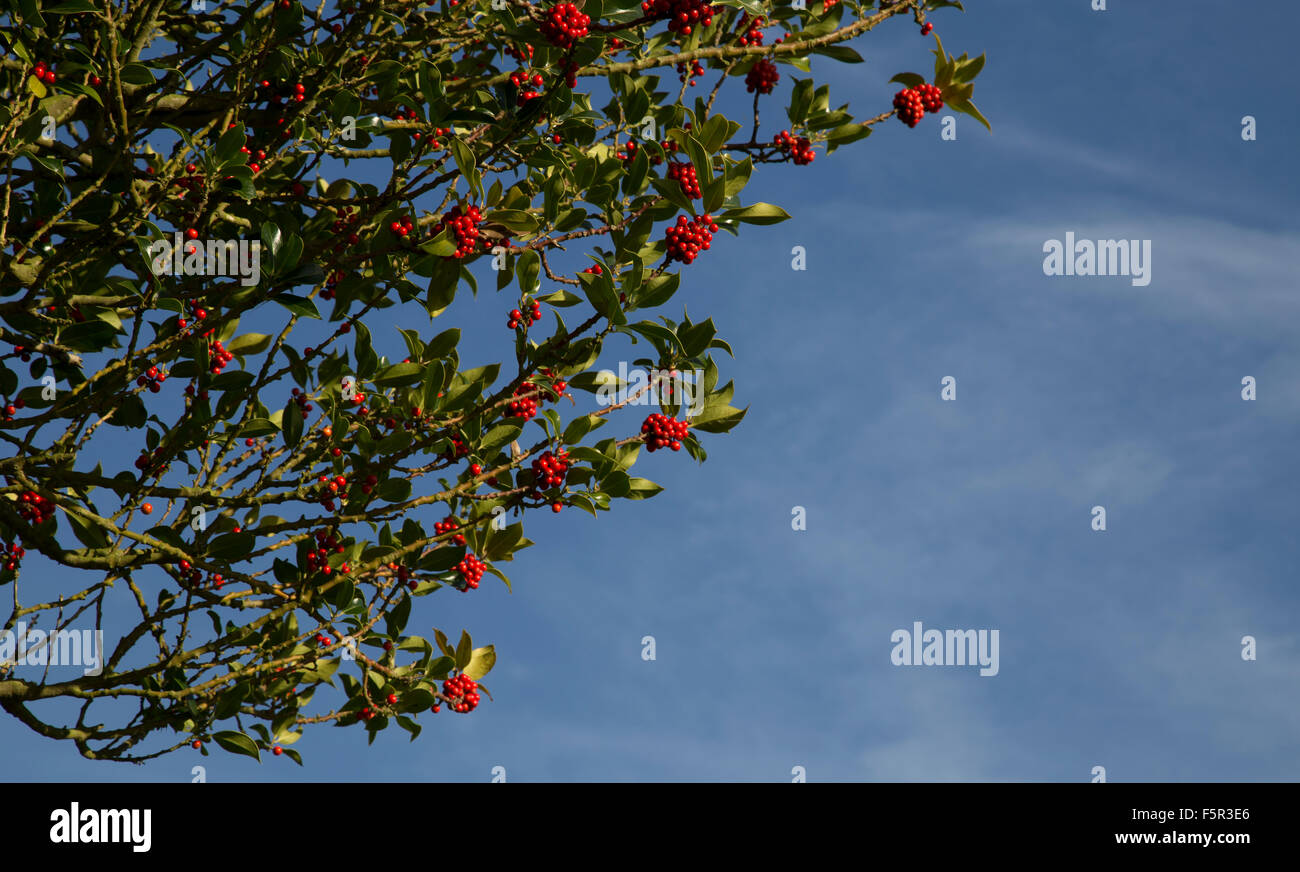 Verde profondo Holly lascia con vibrante di bacche rosse contro un cielo blu con ciuffi di nuvole bianche. Foto Stock