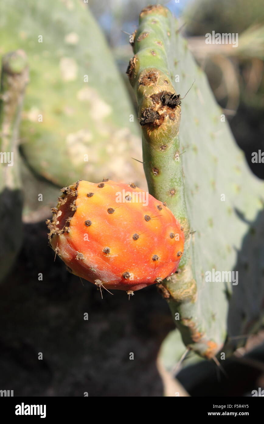 Rosa mature ficodindia Foto Stock